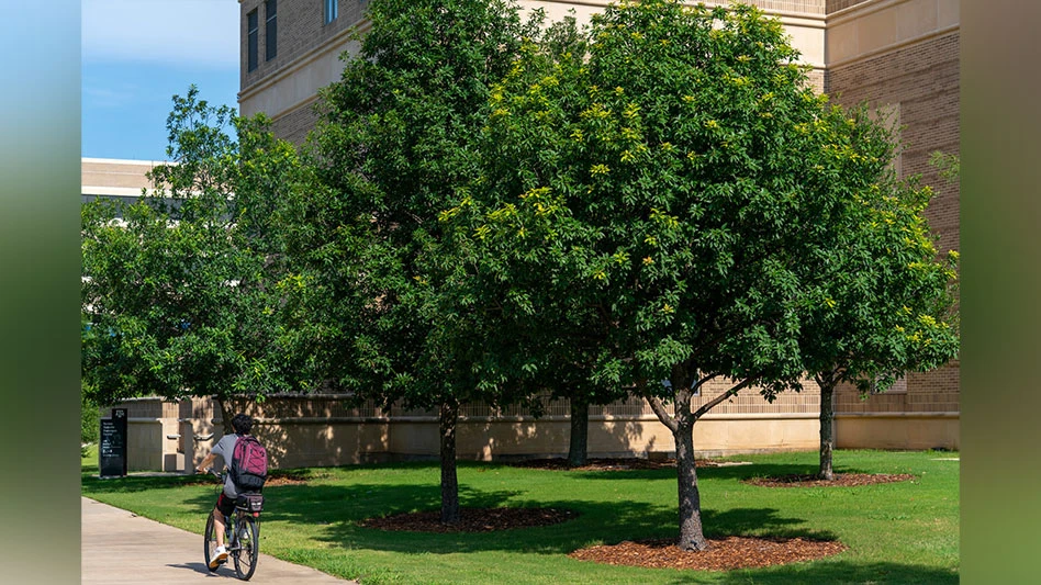 Mexican white oaks on the Texas A&M University campus. The native trees were named the newest Texas Superstar plant.