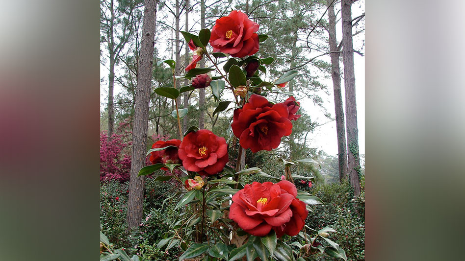 Camellia japonica ‘Royal Velvet’ named camellia of the year Nursery