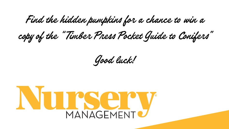 Can You Spot These Hidden Pumpkins Near Your Home Before Fall Ends?