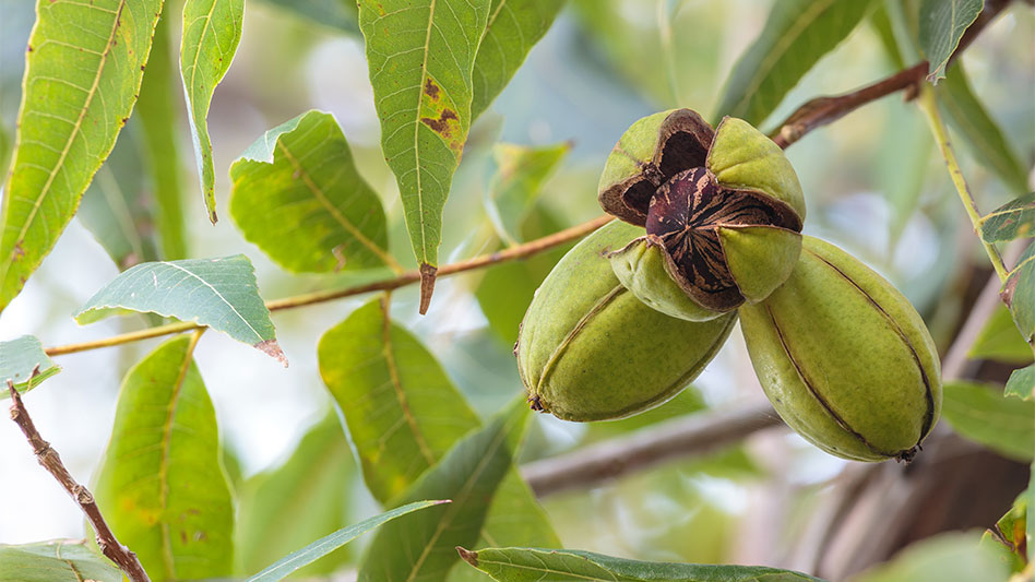 From tree to table exploring the journey of pecans Nursery Management