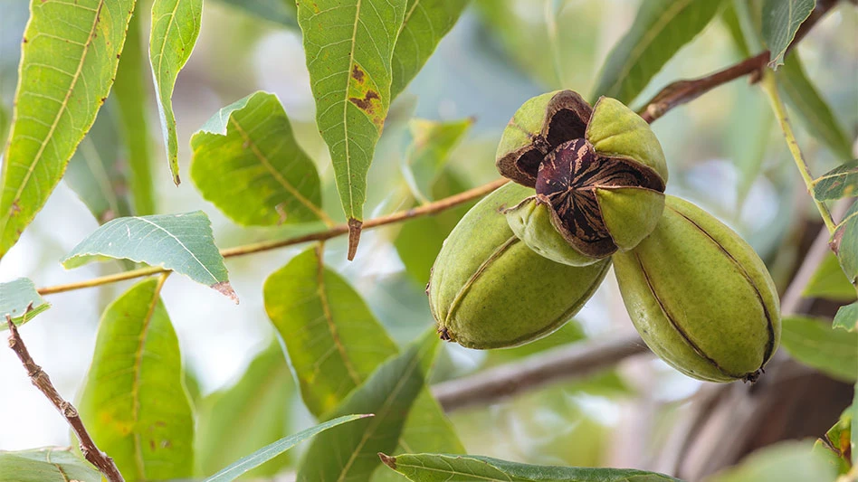 Georgia’s pecan growing practices have evolved over time, aiming at sustainable and quality produce.