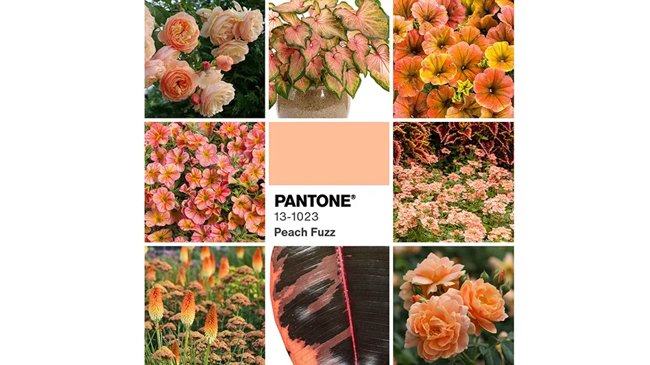 A grid of photos shows eight photos of peach colored plants, with the ninth photo in the middle showing a Pantone color swatch for the 2024 Color of the Year, Peach Fuzz.