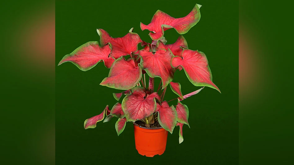 Photo courtesy of Oglesby Plants International