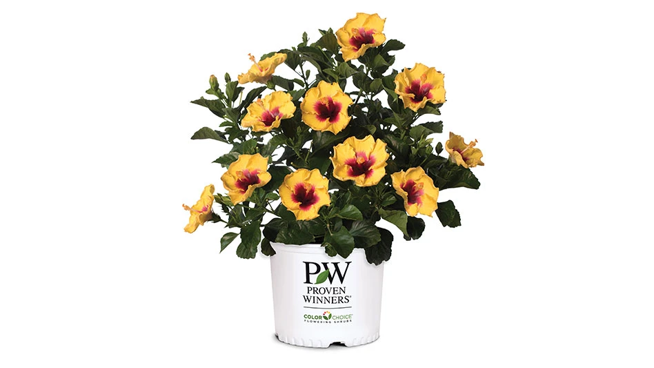 Proven Winners ColorChoice Hollywood Hibiscus will continue to be grown at J. Berry facilities in Texas.