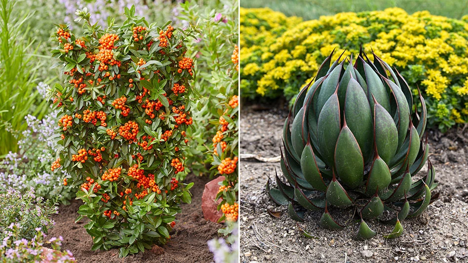 [L-R] Pyracantha coccinea 'Orange Star' and Mangave Mad about Mangave 'Praying Hands'