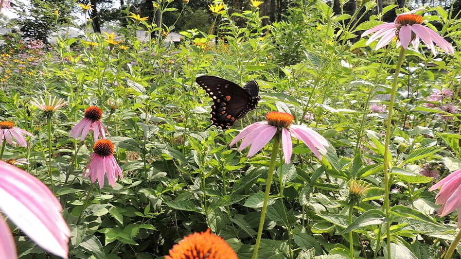 The nursery grows over 200 different species of plants, ranging from dry sand cacti to submerged wetland plants.