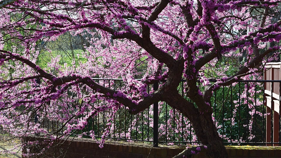 Cercis canadensi 'Floating Clouds'