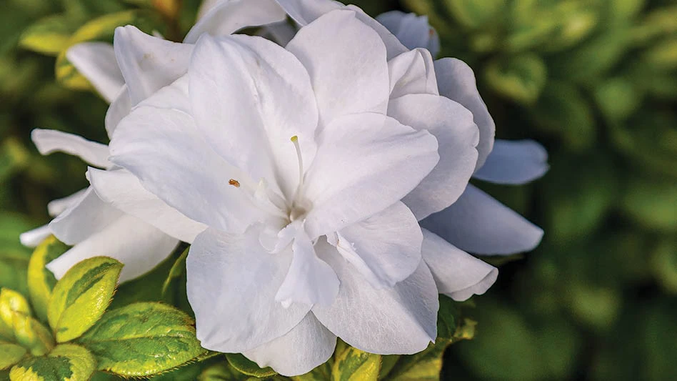 Encore® Azalea Autumn Moonstruck