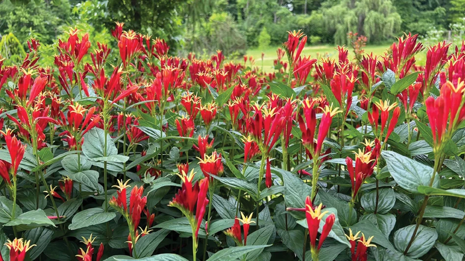 Photos by Mark Dwyer