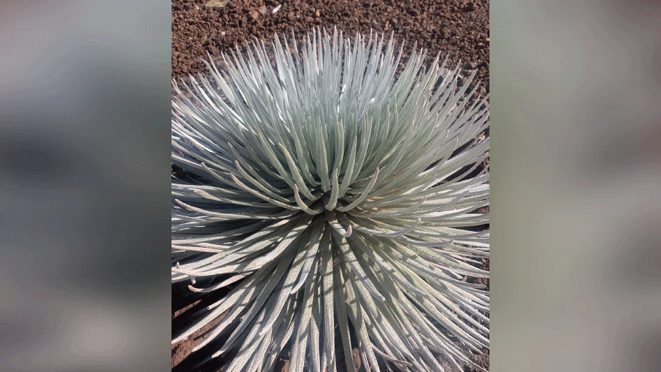 Beautiful silver rosettes of Haleakala Silversword on top the volcano on Maui.