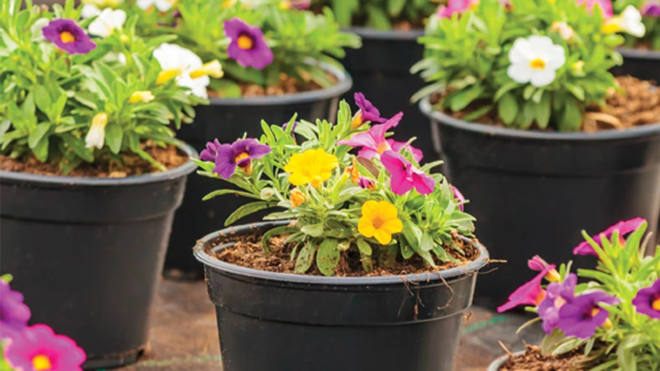 Multiple potted flowers growing in black pots.