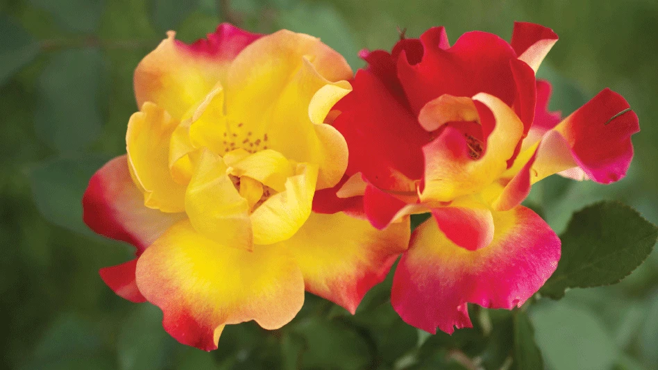 Photo courtesy of Star Roses and Plants