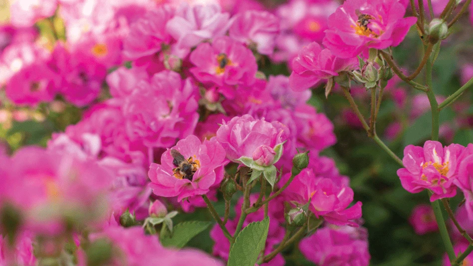 Blue Ribbon winner Pretty Polly Pink rose