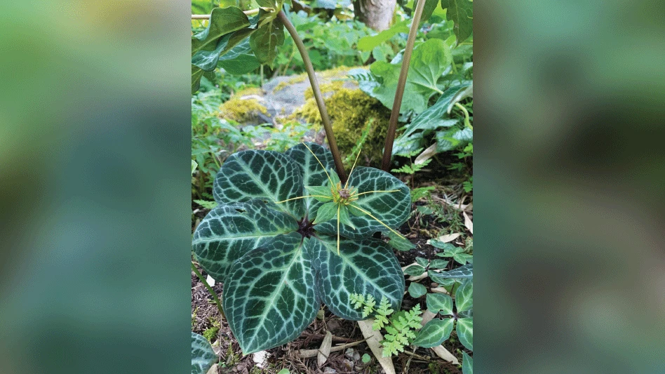 Paris luquanensis can be propagated by seed or from rhizome divisions.