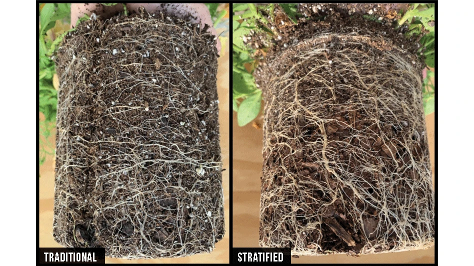 Layering, or stratifying, substrate can improve root mass.