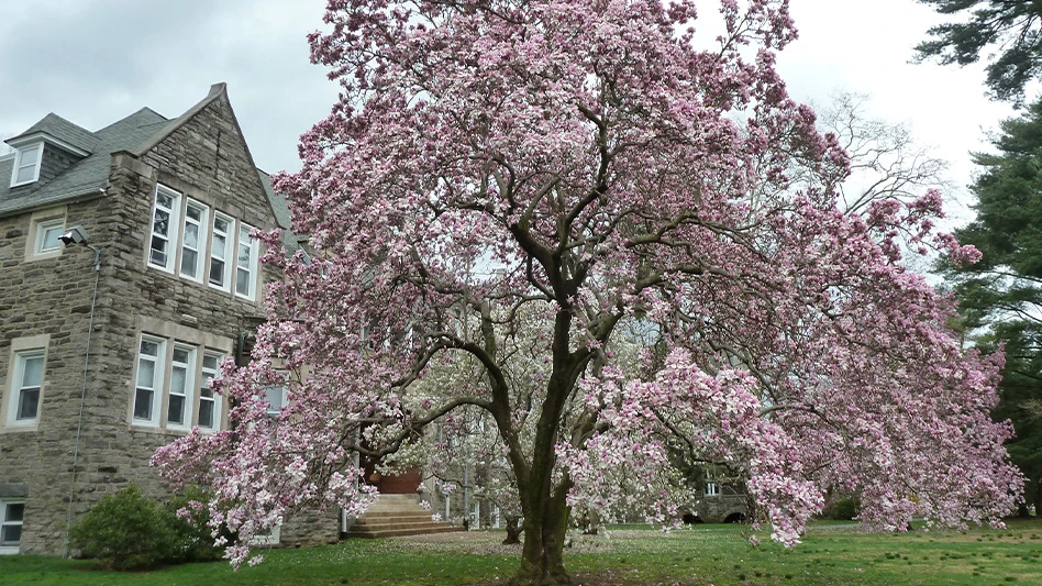 A large pink magnolia tree outside of the Scott Arboretum at Swarthmore College.