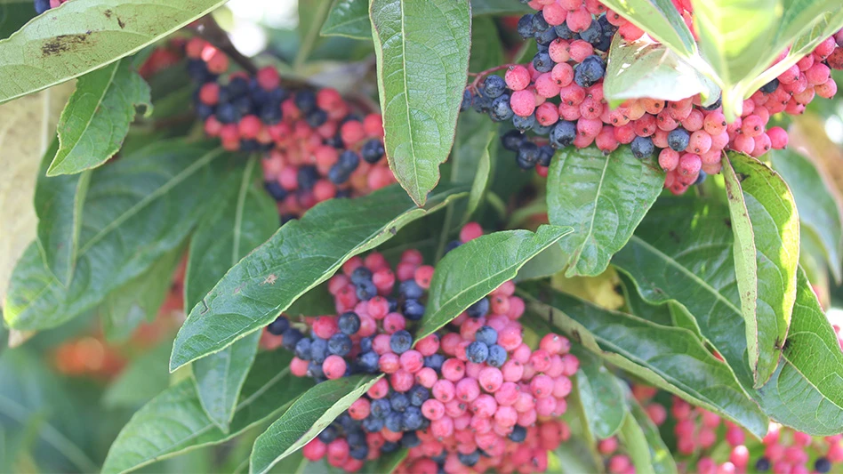 Small clusters of bright pink and blue berries with green leaves.