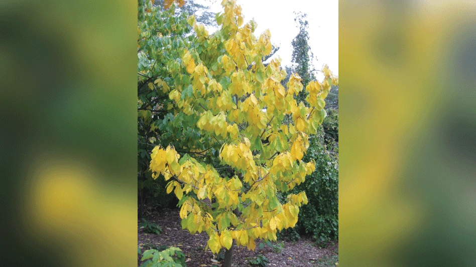 This small, woody tree contributes a tropical effect with large, bold foliage that turns yellow in the fall. After pollination, maroon flowers lead to tasty fruits in late summer that are a delicacy for enthusiasts.