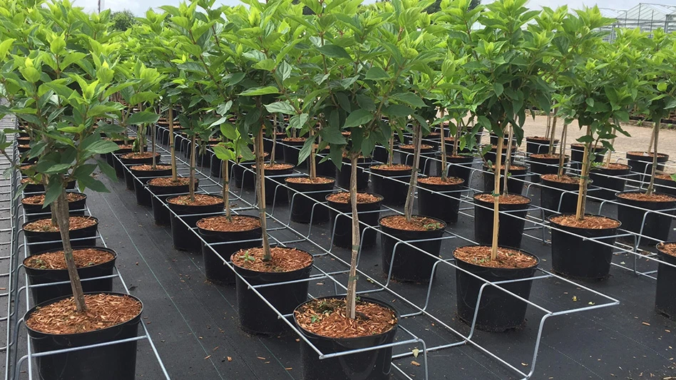 Neat rows of potted trees in place with wire racking.