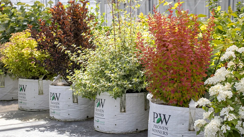 A line of plants in large white containers outside.