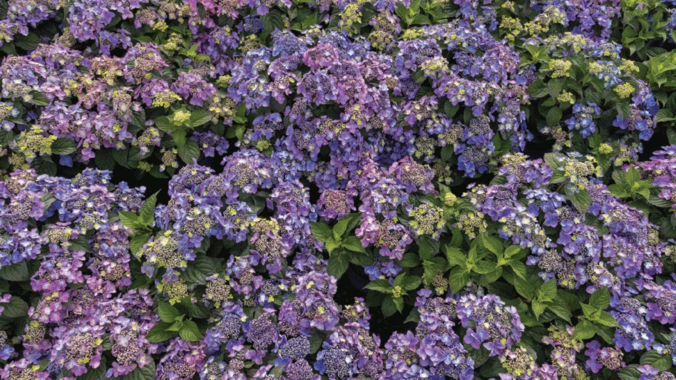 The wide world of reblooming hydrangea - Nursery Management