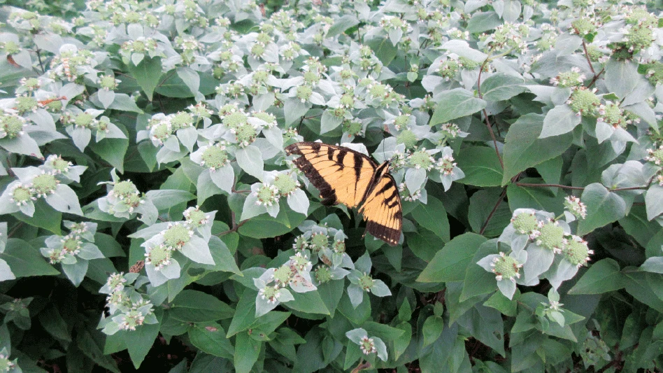 An orange and black butterfly sits on a plant with dark green and silver-green leaves and tiny white flowers.