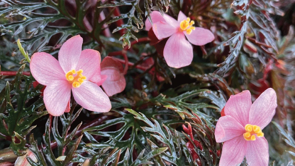 A plant with pink flowers with yellow centers and spiky reddish-green leaves.