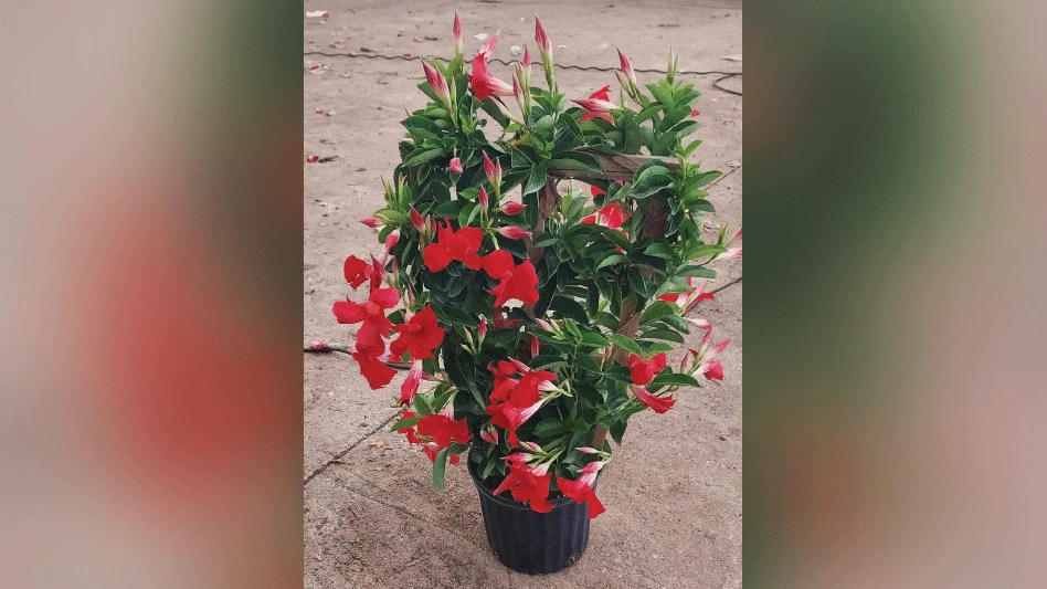 Photos: Dennis O’Keefe