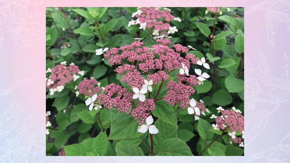 A plant with clusters of dark pink flowers, smaller light pink flowers and green leaves. The background behind the photo is variegated blue and pink.