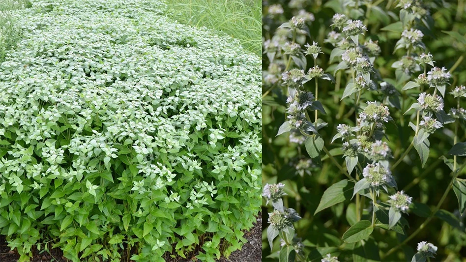 Two photos show an overview, left, and close-up, right, of a plant with delicate silvery-white flowers and green stems and leaves.