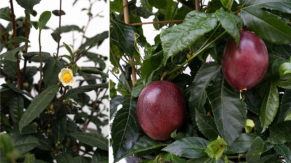 Two photos: A green shrub with a white and yellow flower and another green shrub with two red passion fruits.