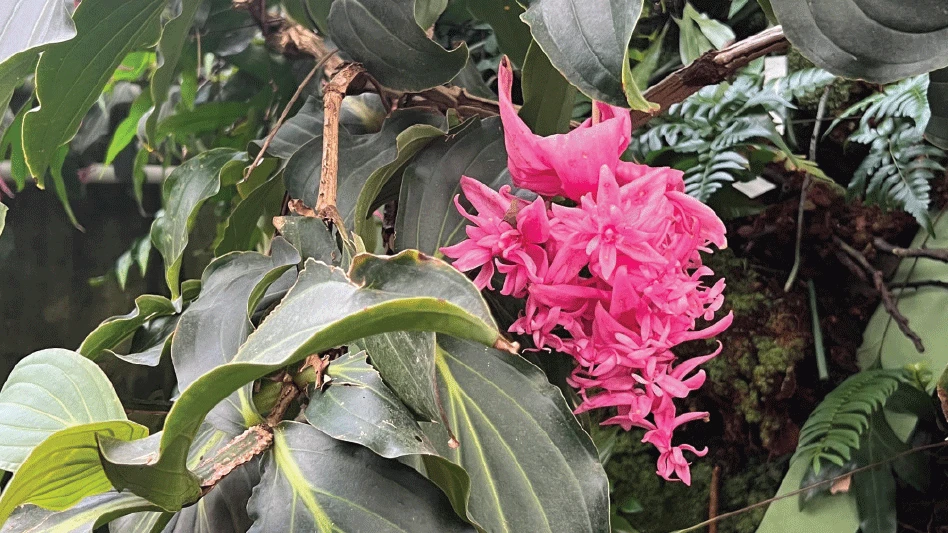 A hot pink flower blooms from a brown stem with dark evergreen leaves.