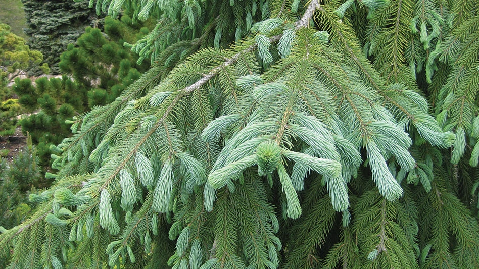 blue green conifer close up