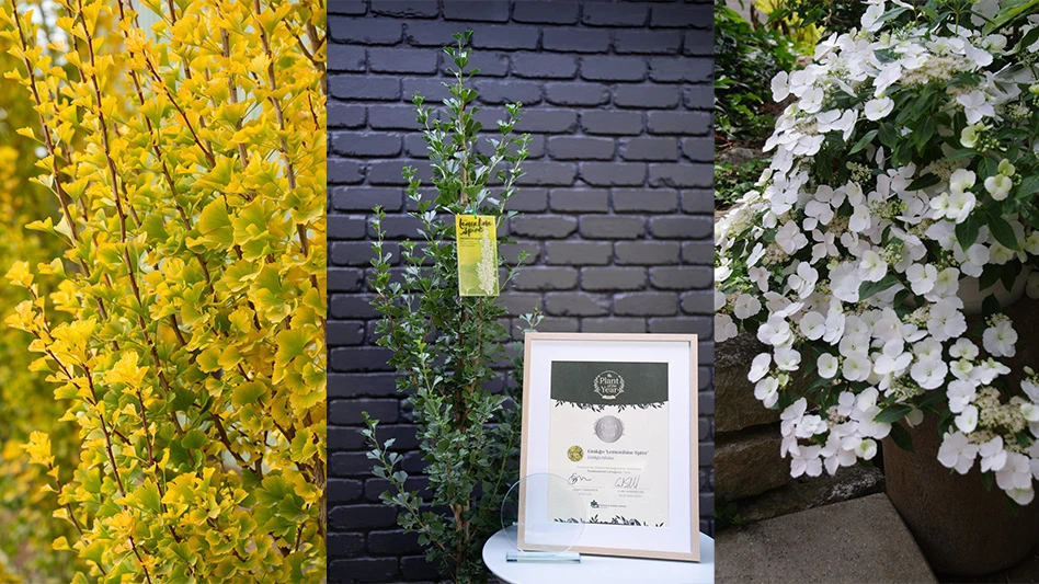 Three photos, from left to right: a plant with long brown stems with yellow cup-shaped leaves, a rectangular award in front of a green tree and a plant with white flowers and green leaves in a brown planter.