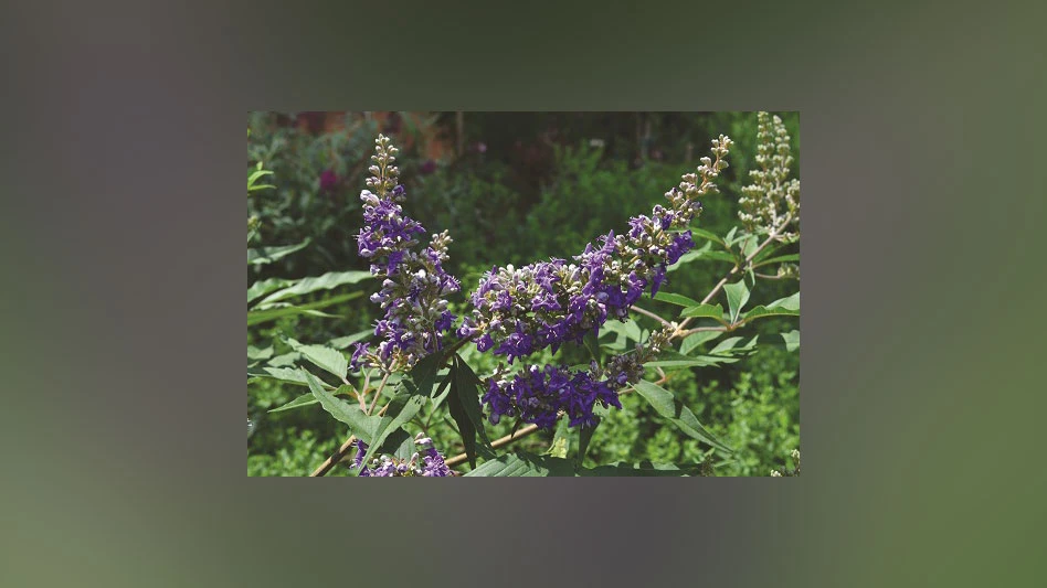 vitex delta blues flower
