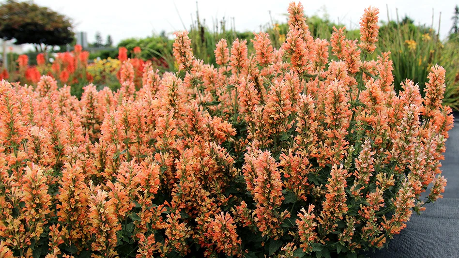 A plant with small tube-shaped peach flowers on long green stems.