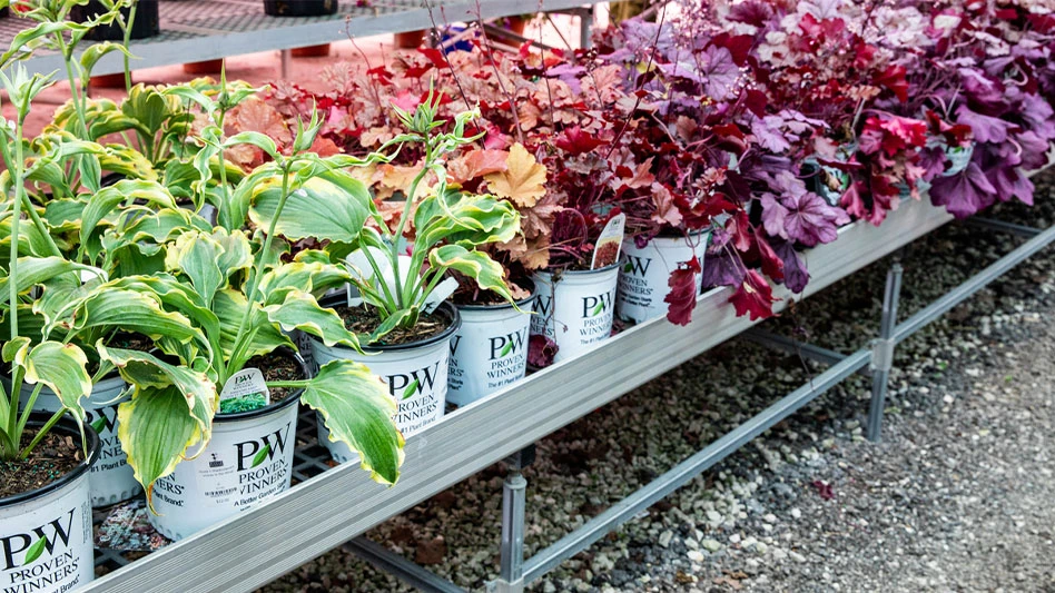 A variety of plant in white Proven Winners' containers are in a row. The foliage is green, orange, red and purple.