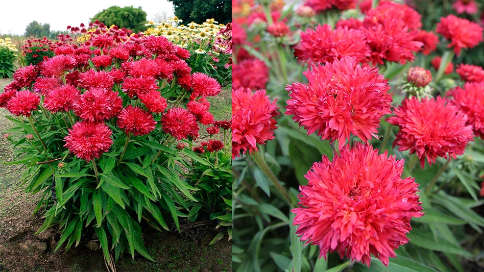 Two photos of flowers with balls of red flowers and long, thin, green leaves.