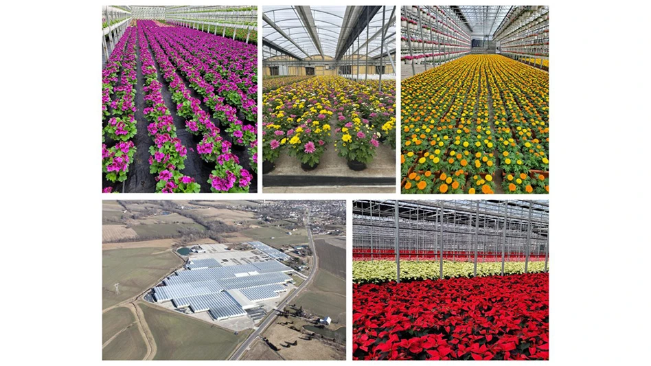 A collage of five photos: a photo of rows of pink flowers in a greenhouse, potted pink and yellow flowers in a greenhouse, rows of orange and yellow flowers in a greenhouse, an aerial photo of a greenhouse operation and rows of red and cream poinsettias in a greenhouse.