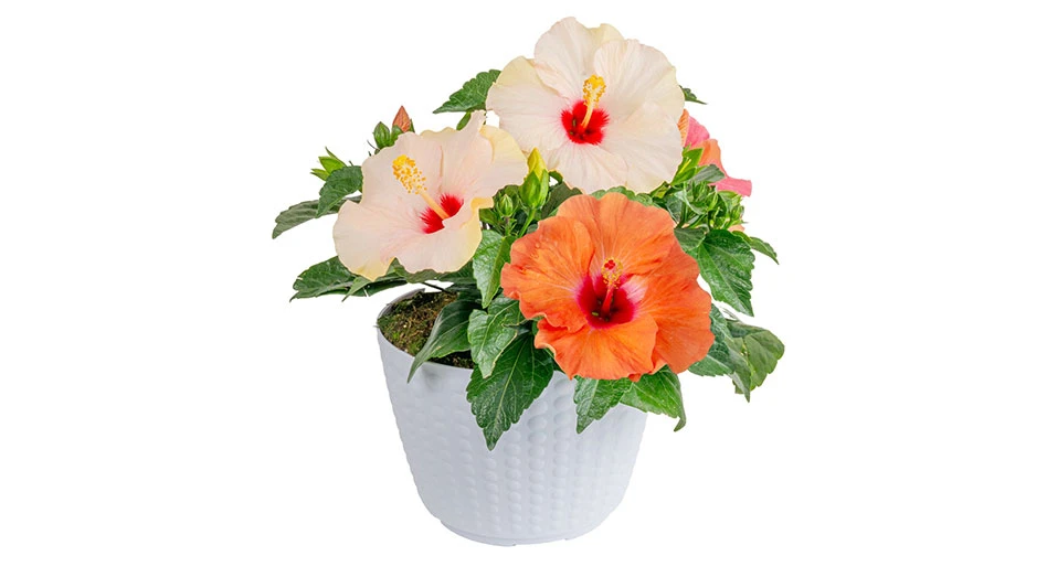 A white pot filled with orange and peach hibiscus flowers with green leaves.
