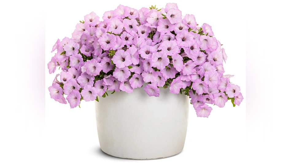 Vivid purple potted flowers