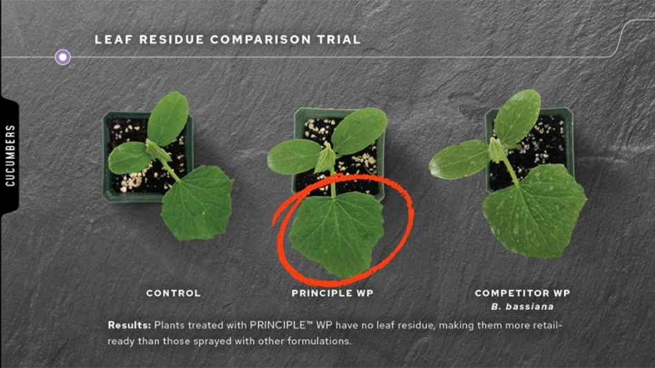 Chart that shows plants treated with Principle WP versus those that are not.
