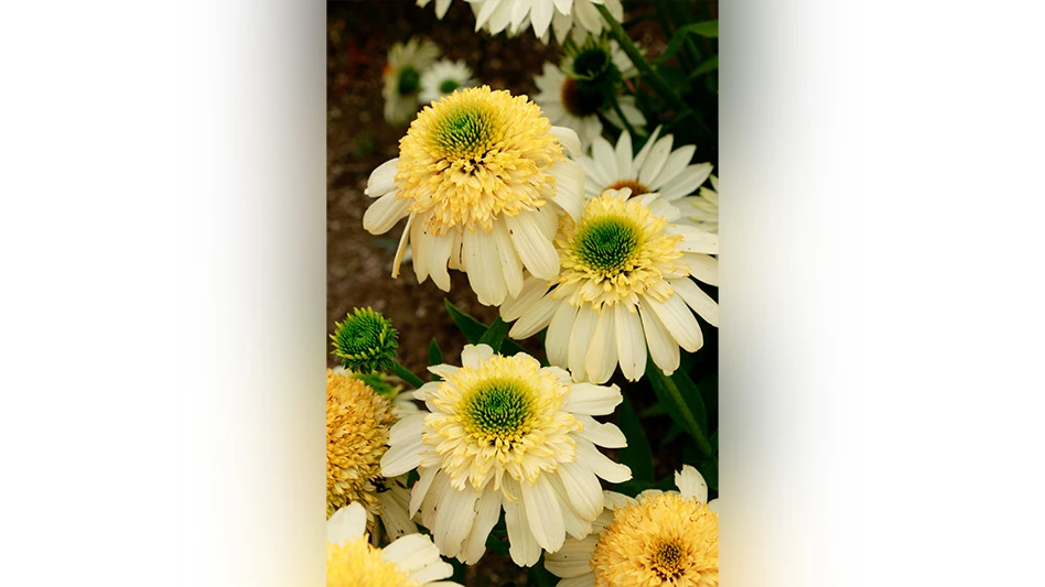 A close-up photo of flowers with light yellow petals, darker yellow and green centers and green stems and leaves.