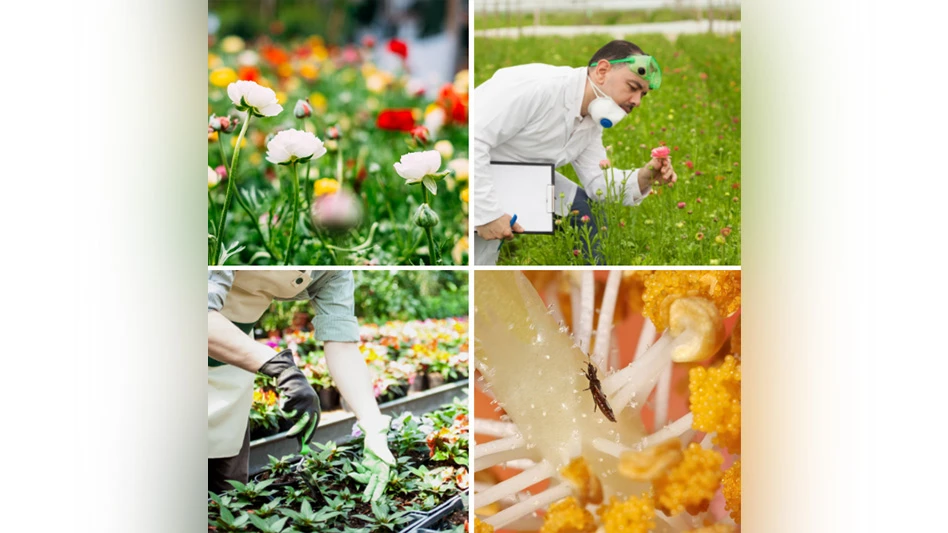 Four photos show flowers, a scientist in a field, hands cultivating plants and an insect.