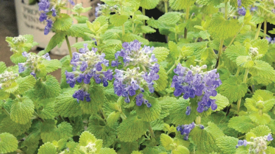 Tiny purple flower clusters growing on bright green stems.