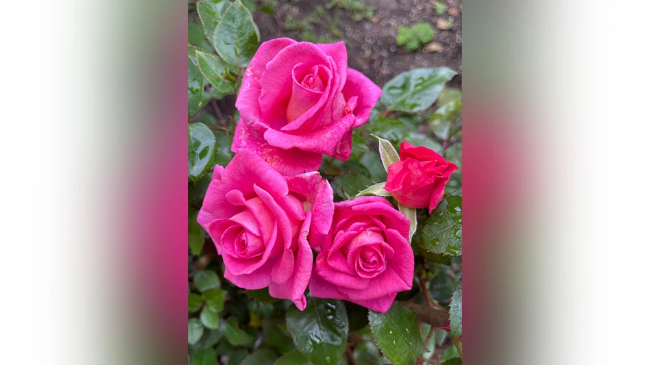 A close-up photo of pink roses.