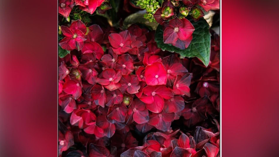 Close-up photo of a bushy plant with red flowers.
