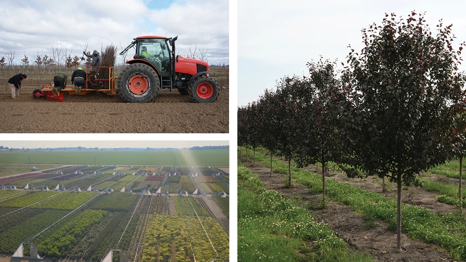 Several photos of a wholesale nursery operation.