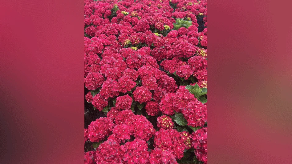 A group of bright pink hyrdrangeas.