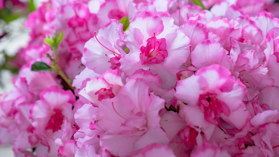 A closeup photo of plants with light pink flowers and dark pink edges.